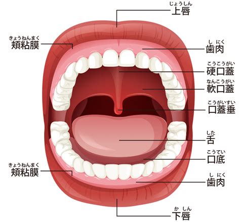 人中部 部位|口周りの形態はいろいろな要素。でもまずいつもの上口唇(人中。